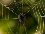 Spiderwebs2