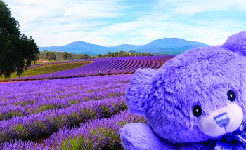 Kidscreen » Archive » Bobbie the Bear picked up by ABC Commercial